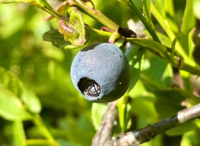 Blueberry Photography