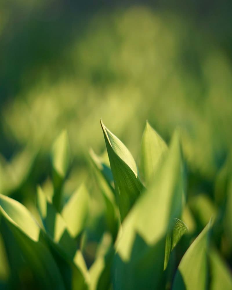 Nature Photography