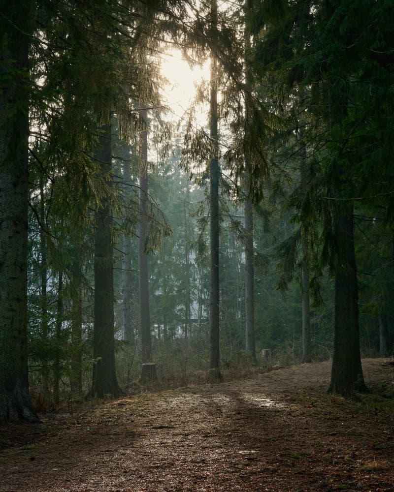 Forest Photography