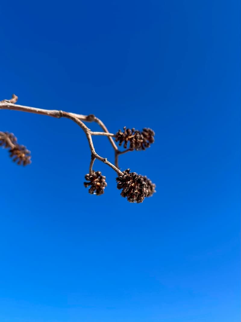 Nature Photography