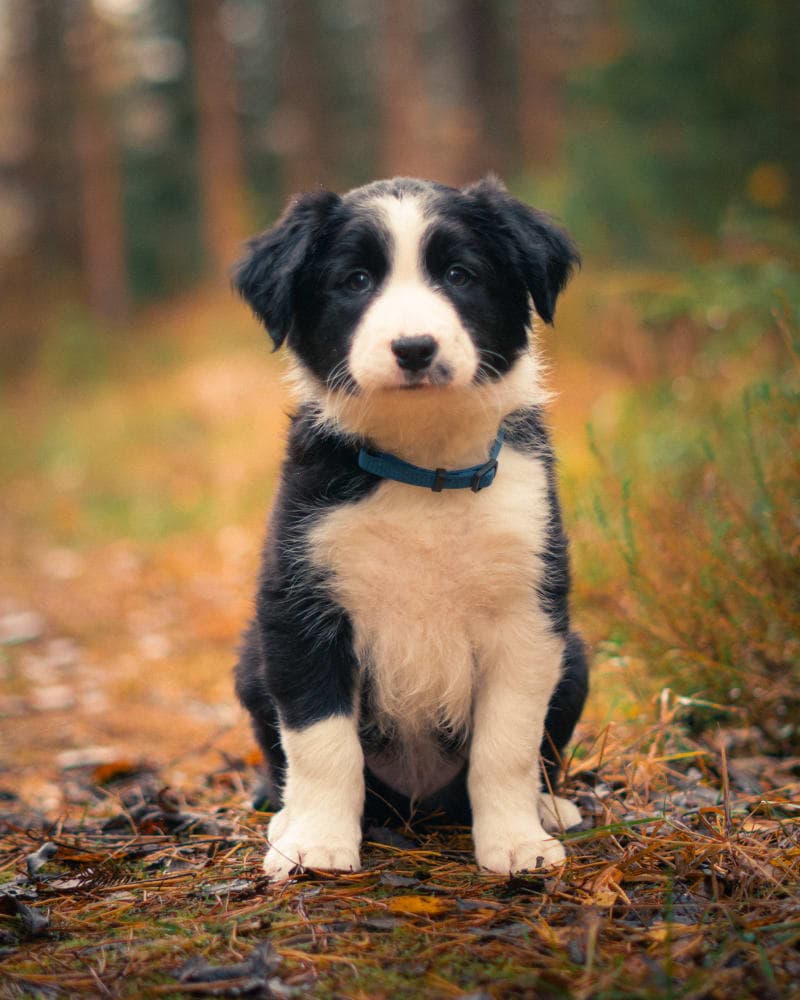 Aspen
