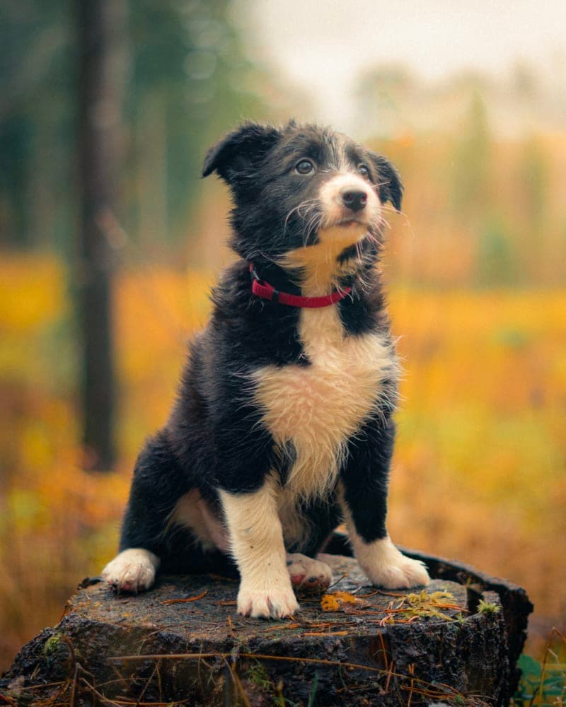 Rue Puppy
