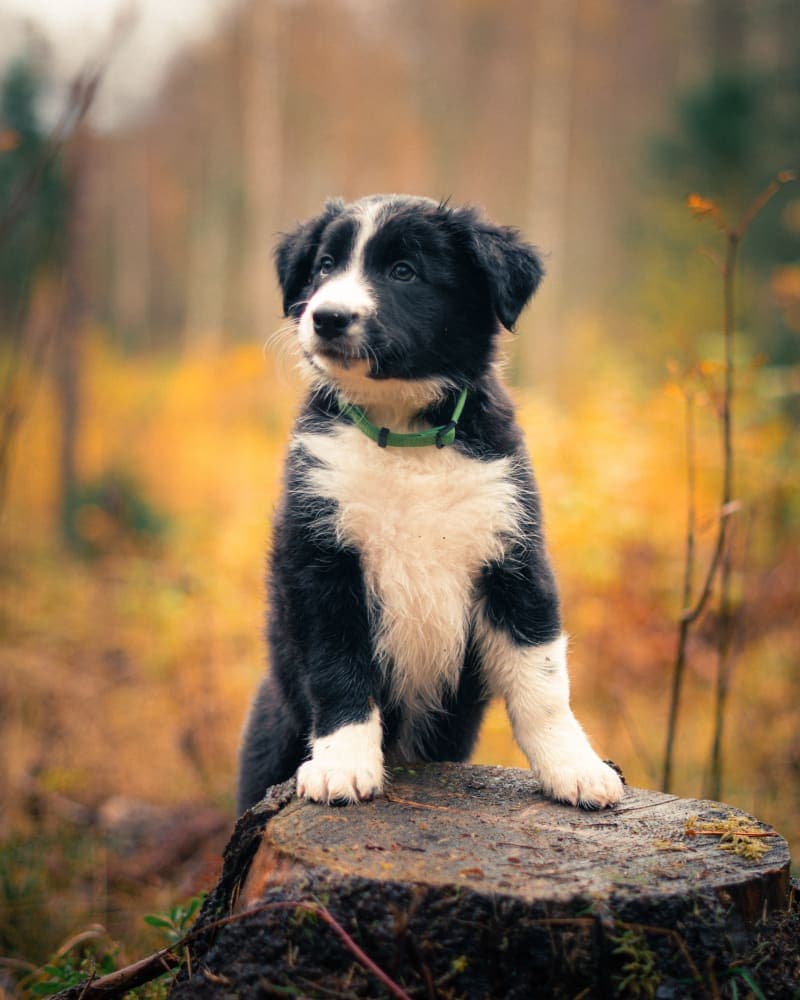 Usma Puppy