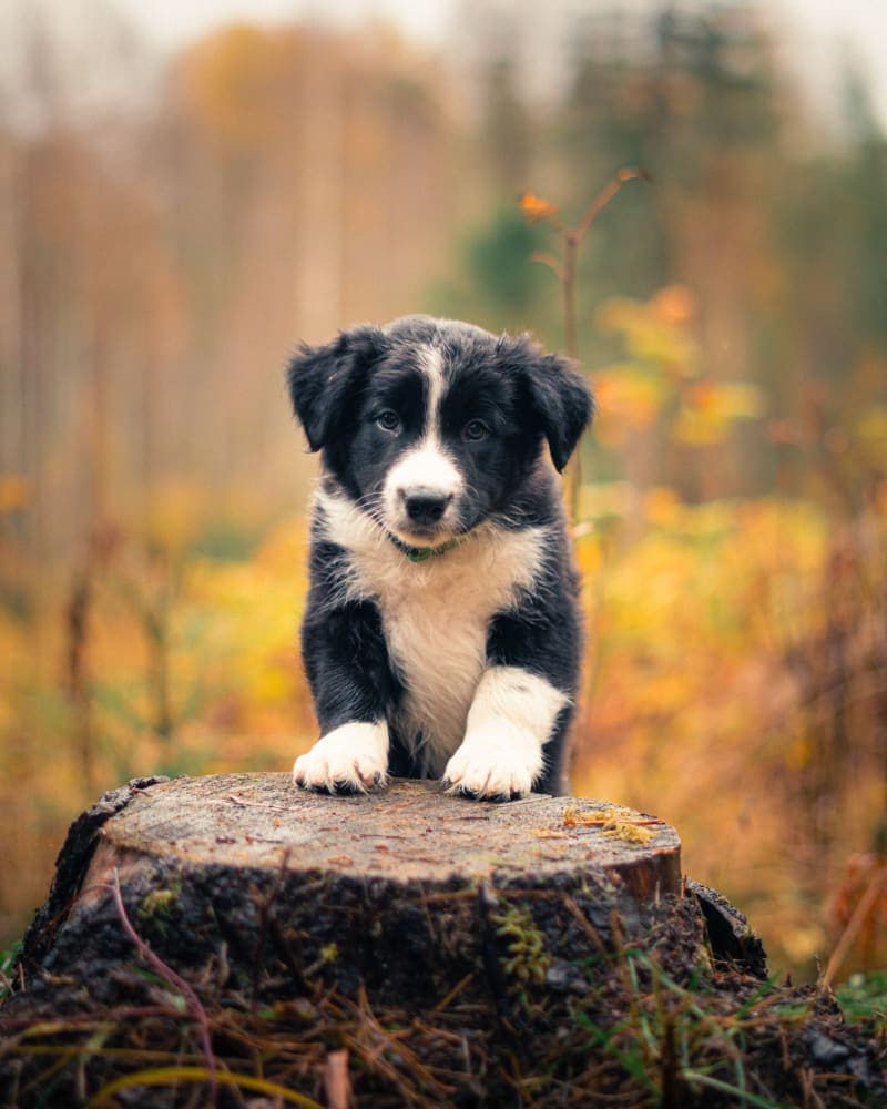 Usma Puppy