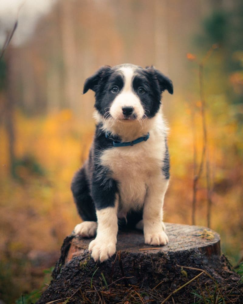Aspen Puppy