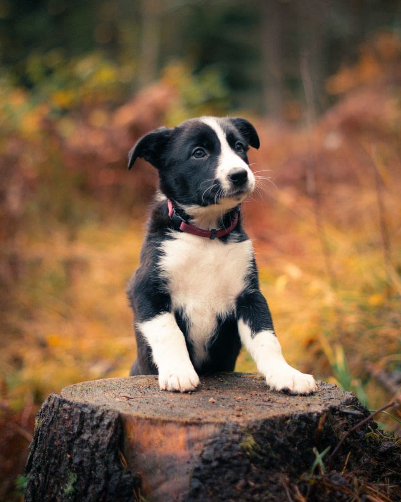Maire Puppy