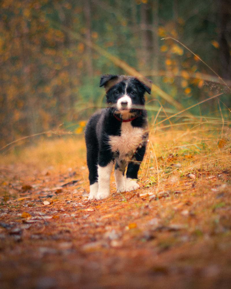 Rue Puppy