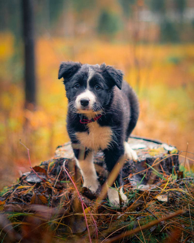 Rue Puppy