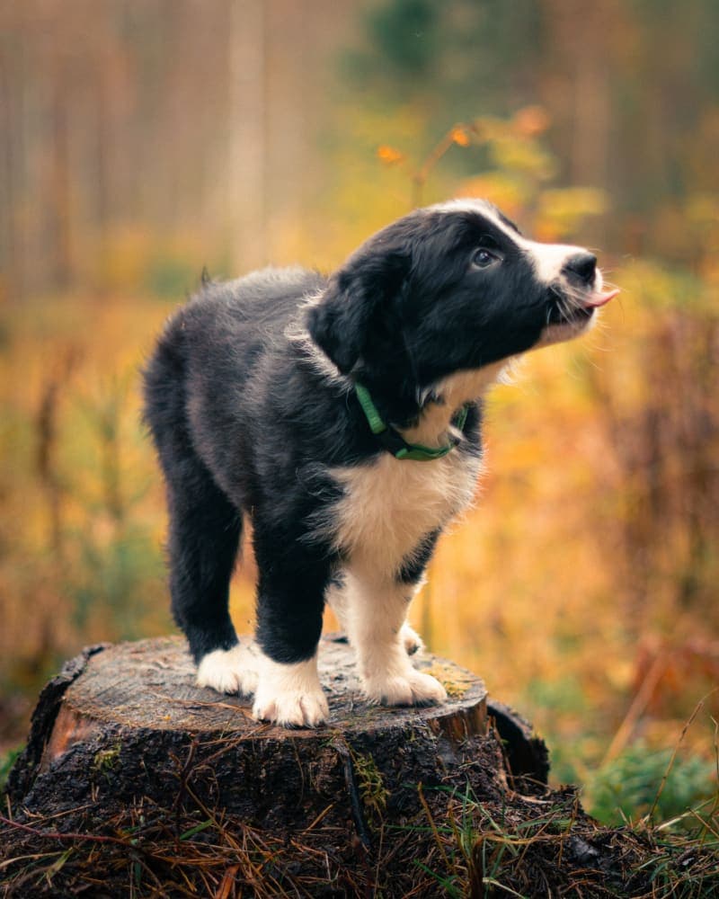 Usma Puppy